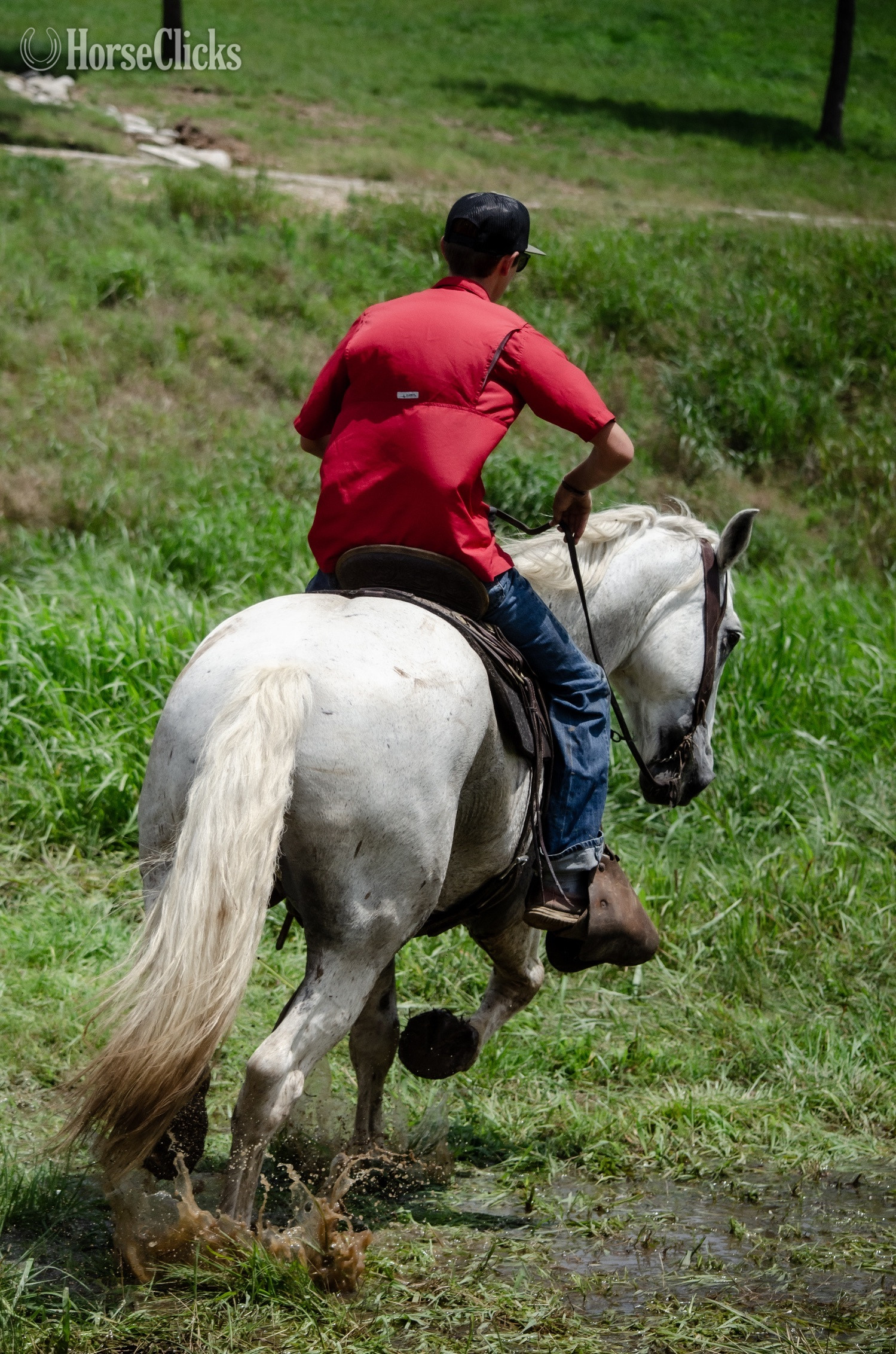 "Virgil" Grey Gelding Draft - Draft in Oklahoma