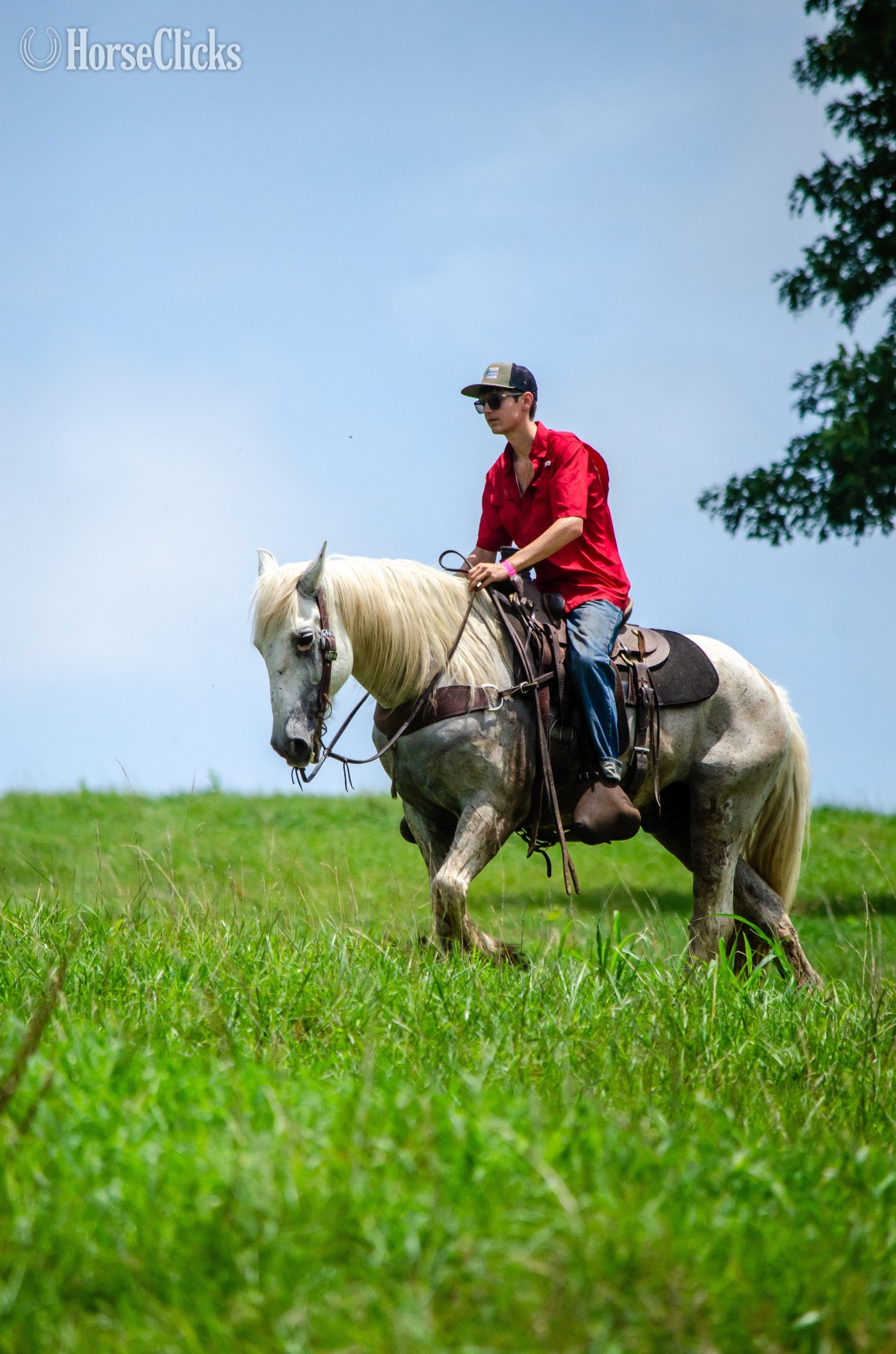 "Virgil" Grey Gelding Draft - Draft