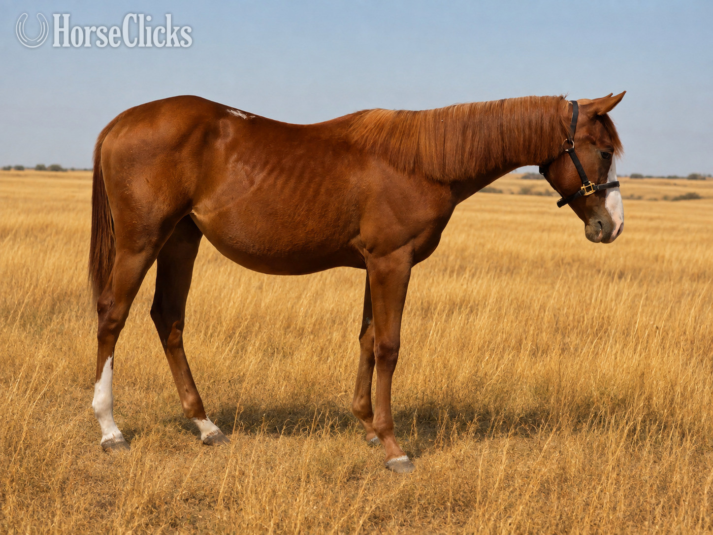 "Sprinkles" Sorrel Filly Quarter Horse in Wyoming