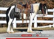 "Boss" Piebald Gelding Gypsy Vanner
