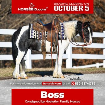 "Boss" Piebald Gelding Gypsy Vanner