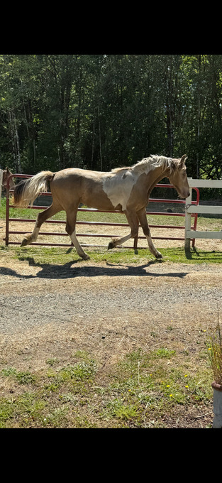 "Solstice " Champagne Stallion Friesian
