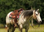 "Sandman" Grey Gelding Quarter Horse