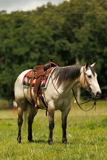"Sandman" Grey Gelding Quarter Horse