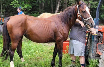 "Venturous Joy" Bay Mare Morgan