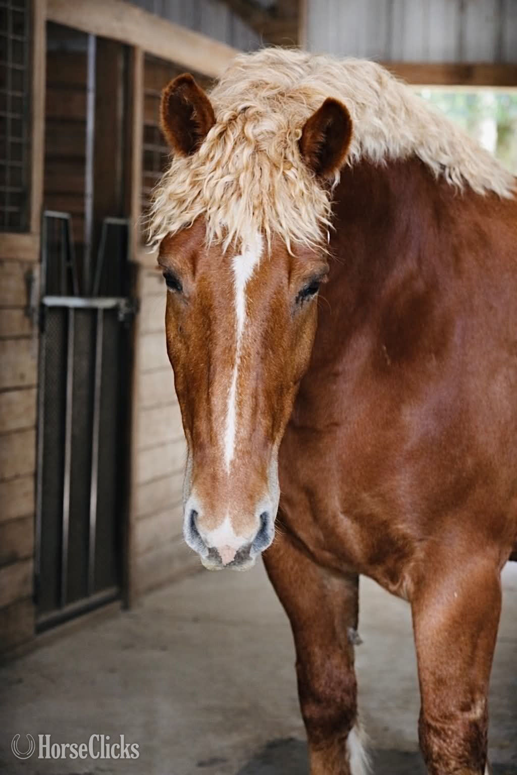 Florida "AXEL" Chestnut Gelding Draft