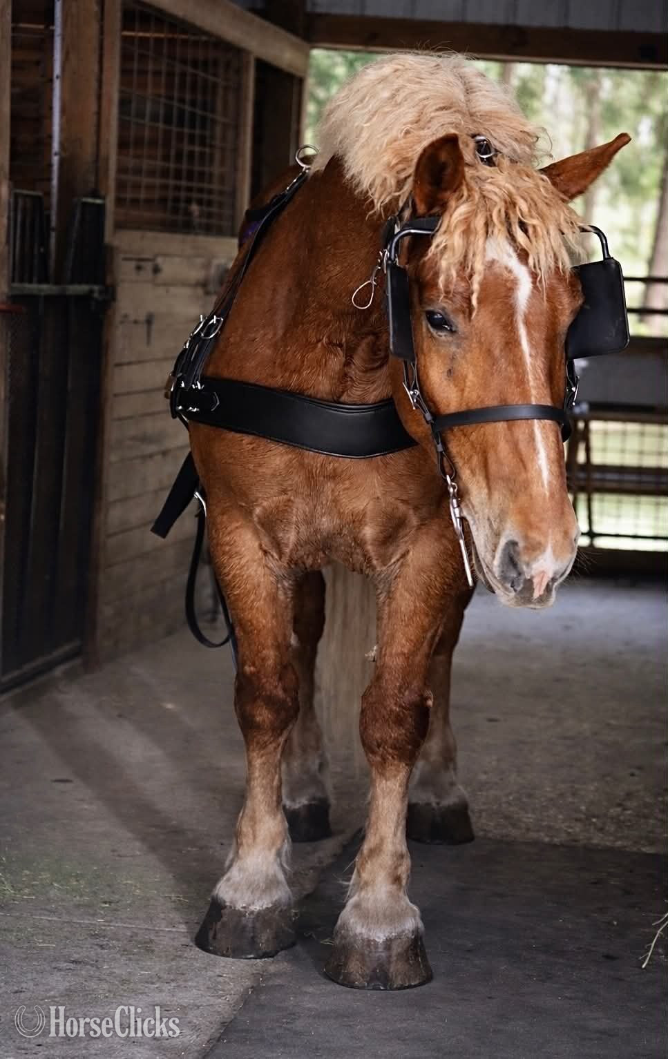"AXEL" Chestnut Gelding Draft - Draft in Florida