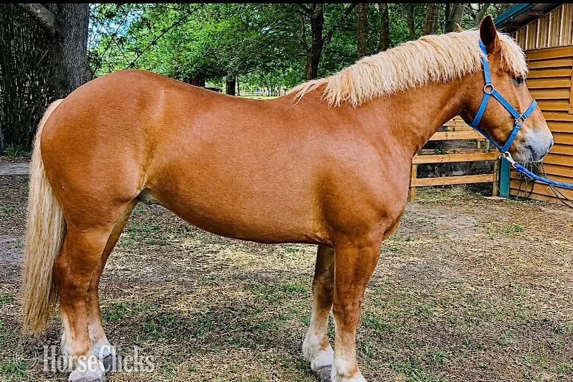 Draft - "AXEL" Chestnut Gelding Draft