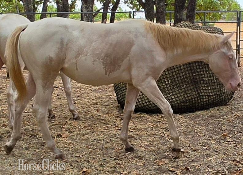 "BELL RED JEWEL " Perlino Filly Quarter Horse in Texas