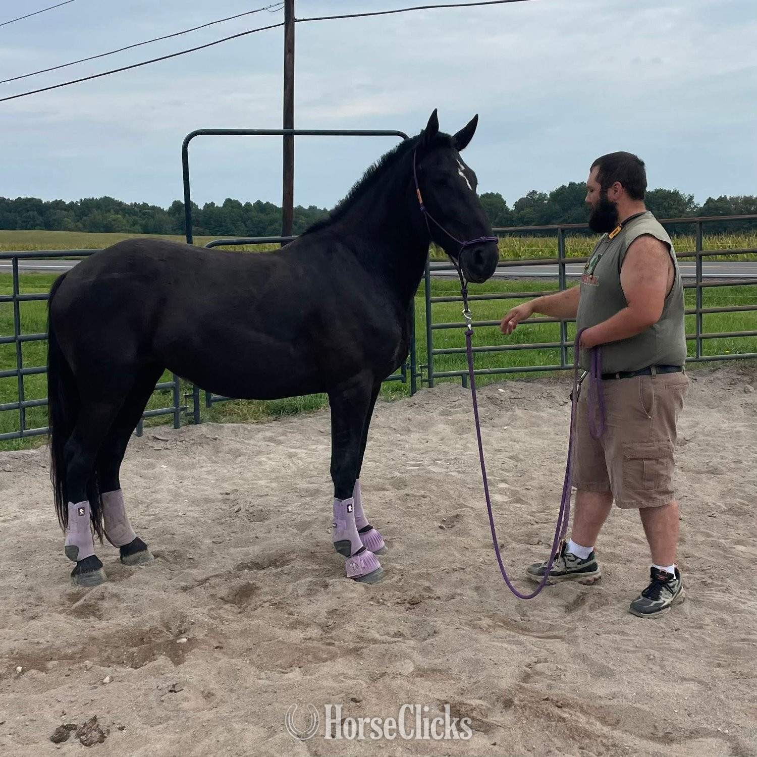 "Lorelai" Black Mare Friesian in New York
