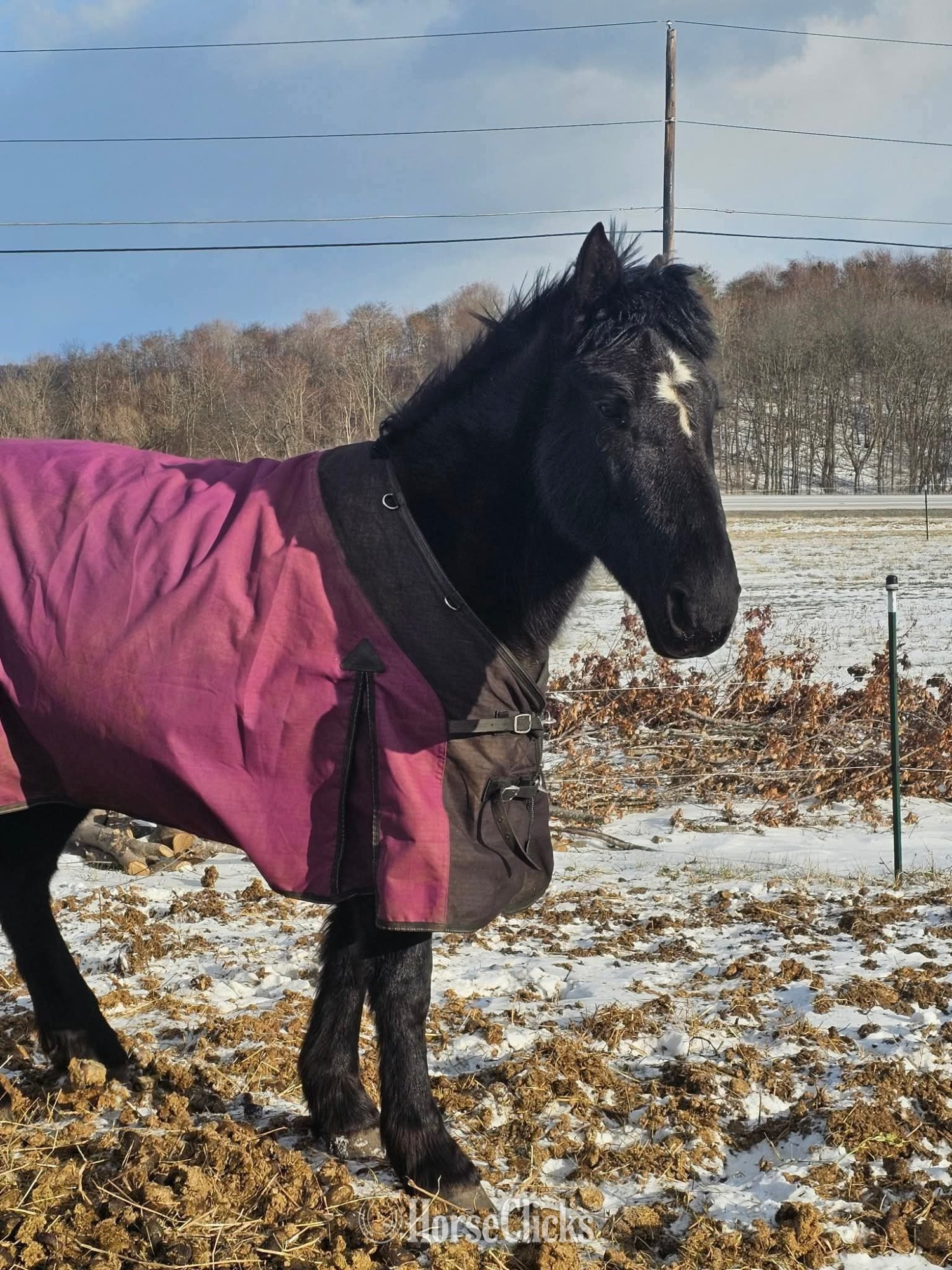 "Lorelai" Black Mare Friesian