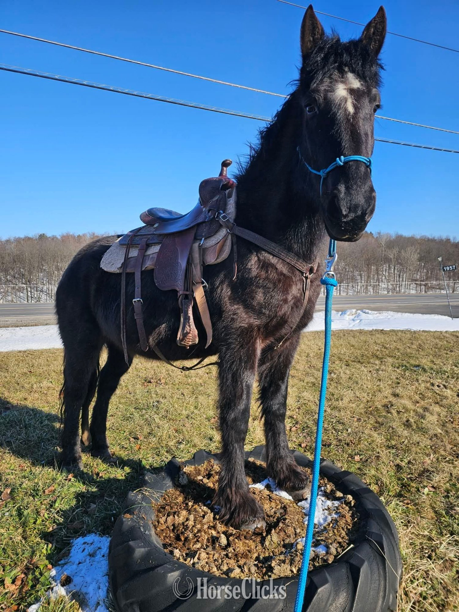 "Lorelai" Black Mare Friesian New York