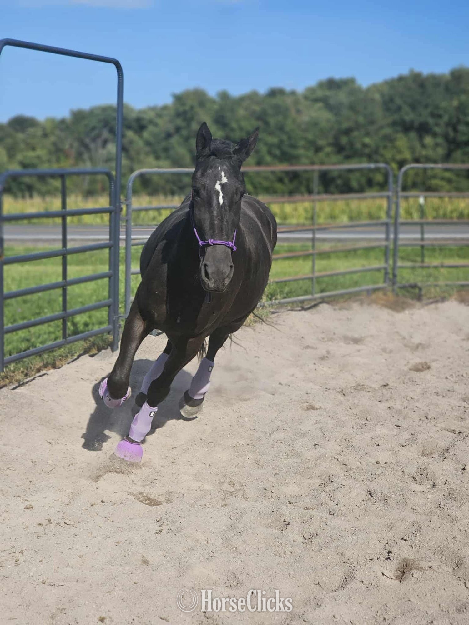 "Lorelai" Black Mare Friesian - Friesian
