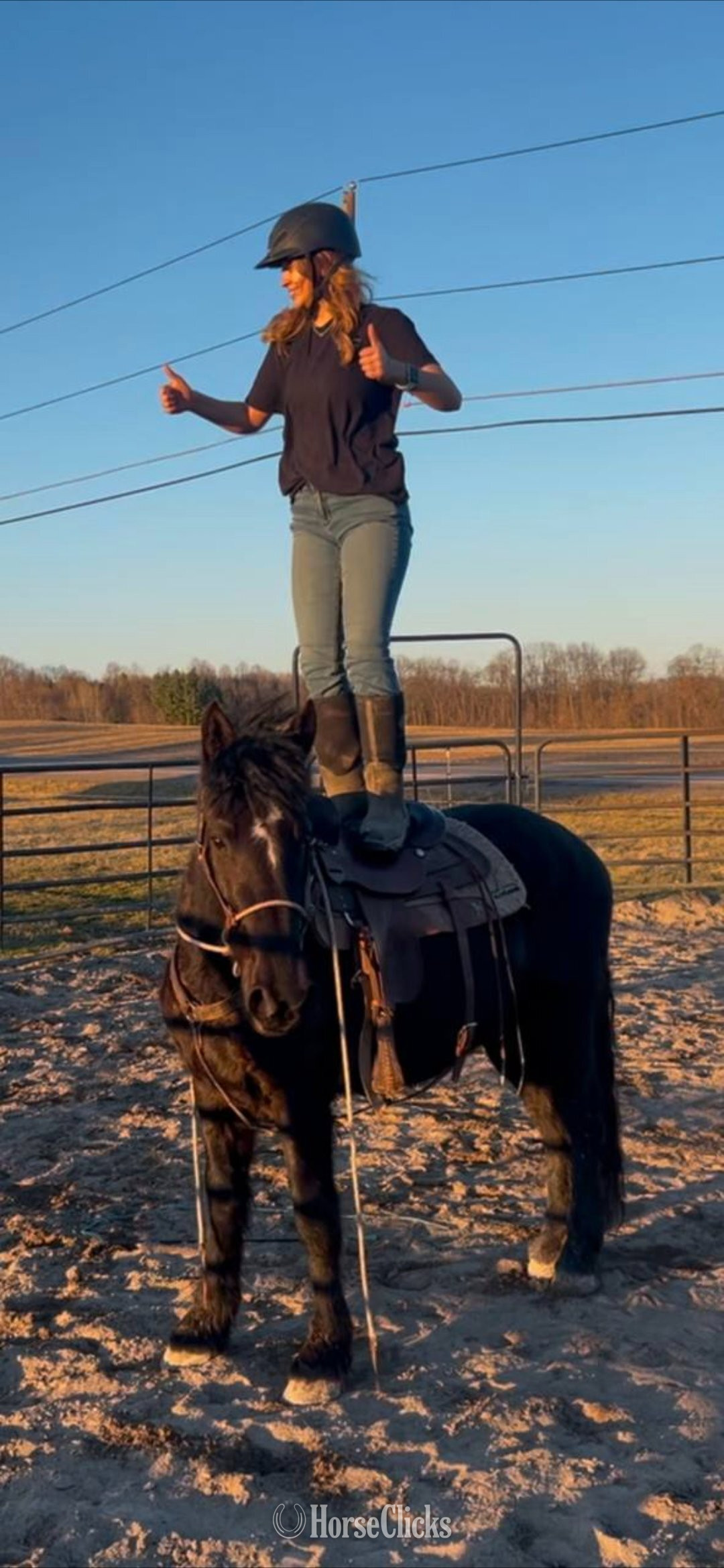 "Lorelai" Black Mare Friesian - Friesian in New York
