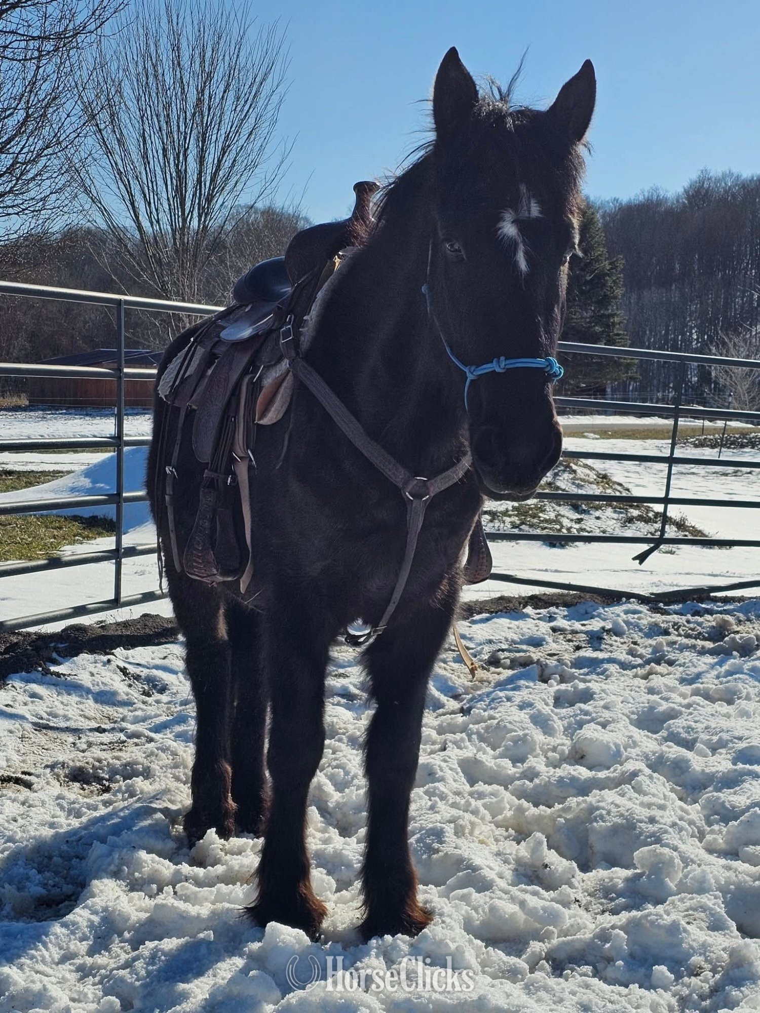 Friesian - "Lorelai" Black Mare Friesian in New York