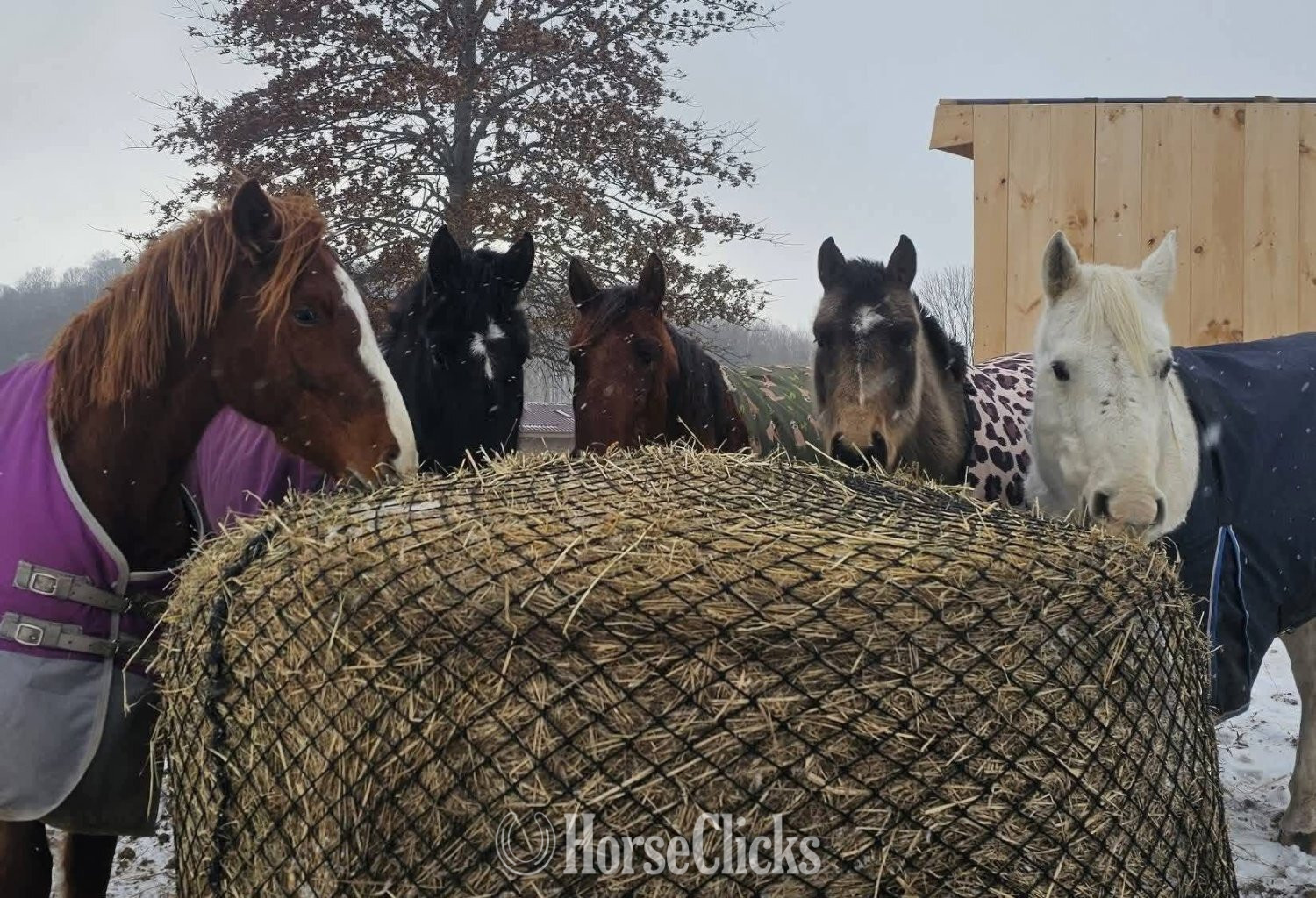 Friesian - "Lorelai" Black Mare Friesian