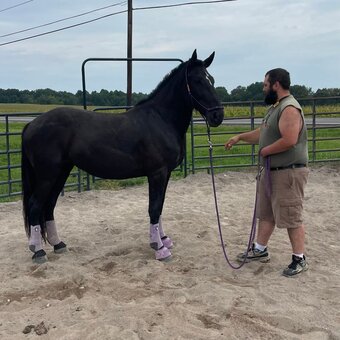 "Lorelai" Black Mare Friesian