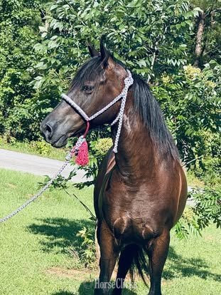 "SHADOWFAX " Brown Gelding Draft in Mississippi