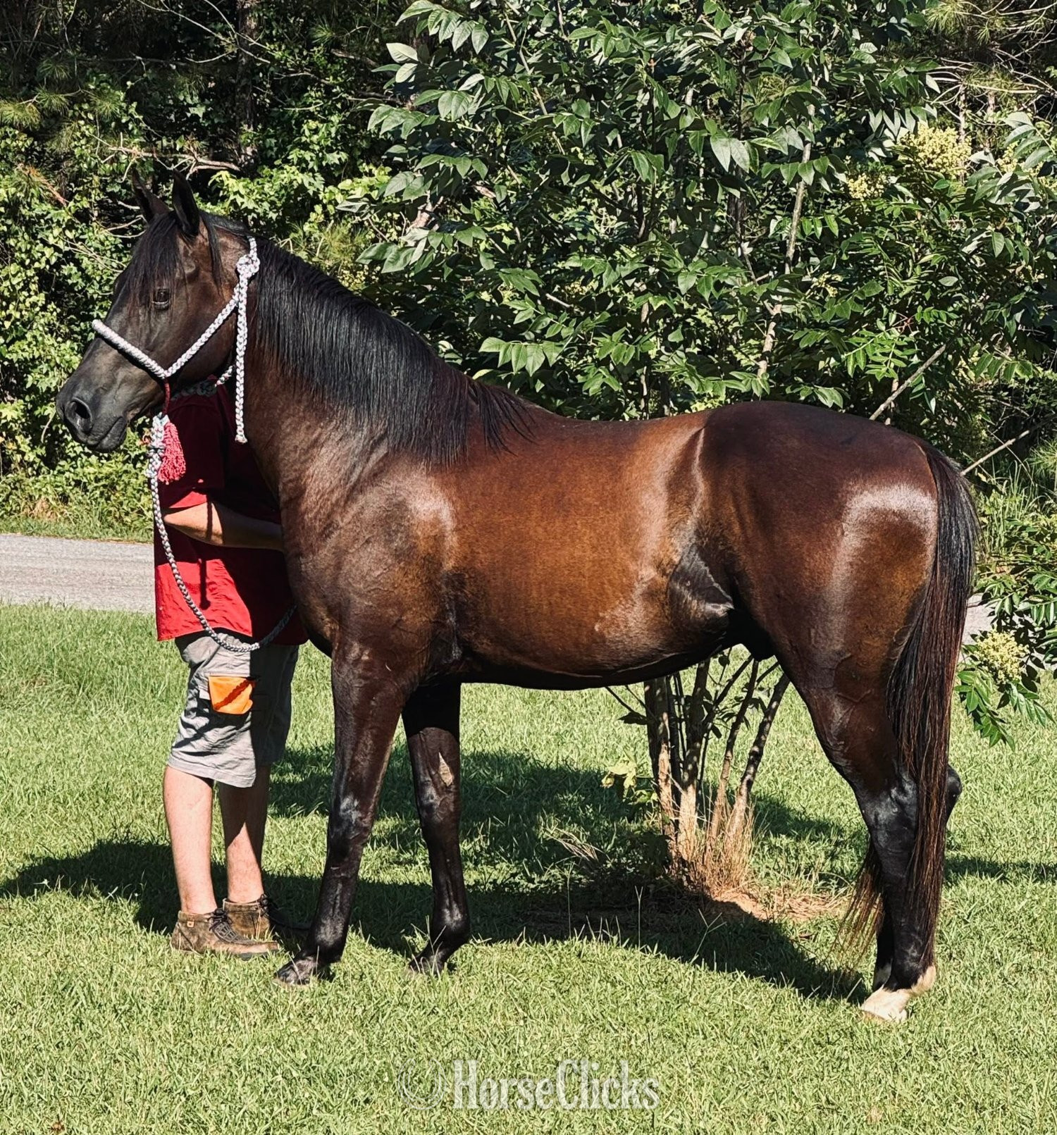 "SHADOWFAX " Brown Gelding Draft