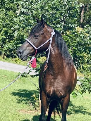 "SHADOWFAX " Brown Gelding Draft