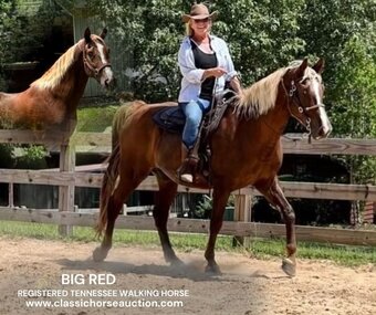 "BIG RED" Sorrel Gelding Tennessee Walker