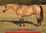 "Queso" Buckskin Gelding Quarter Pony