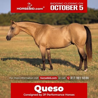"Queso" Buckskin Gelding Quarter Pony
