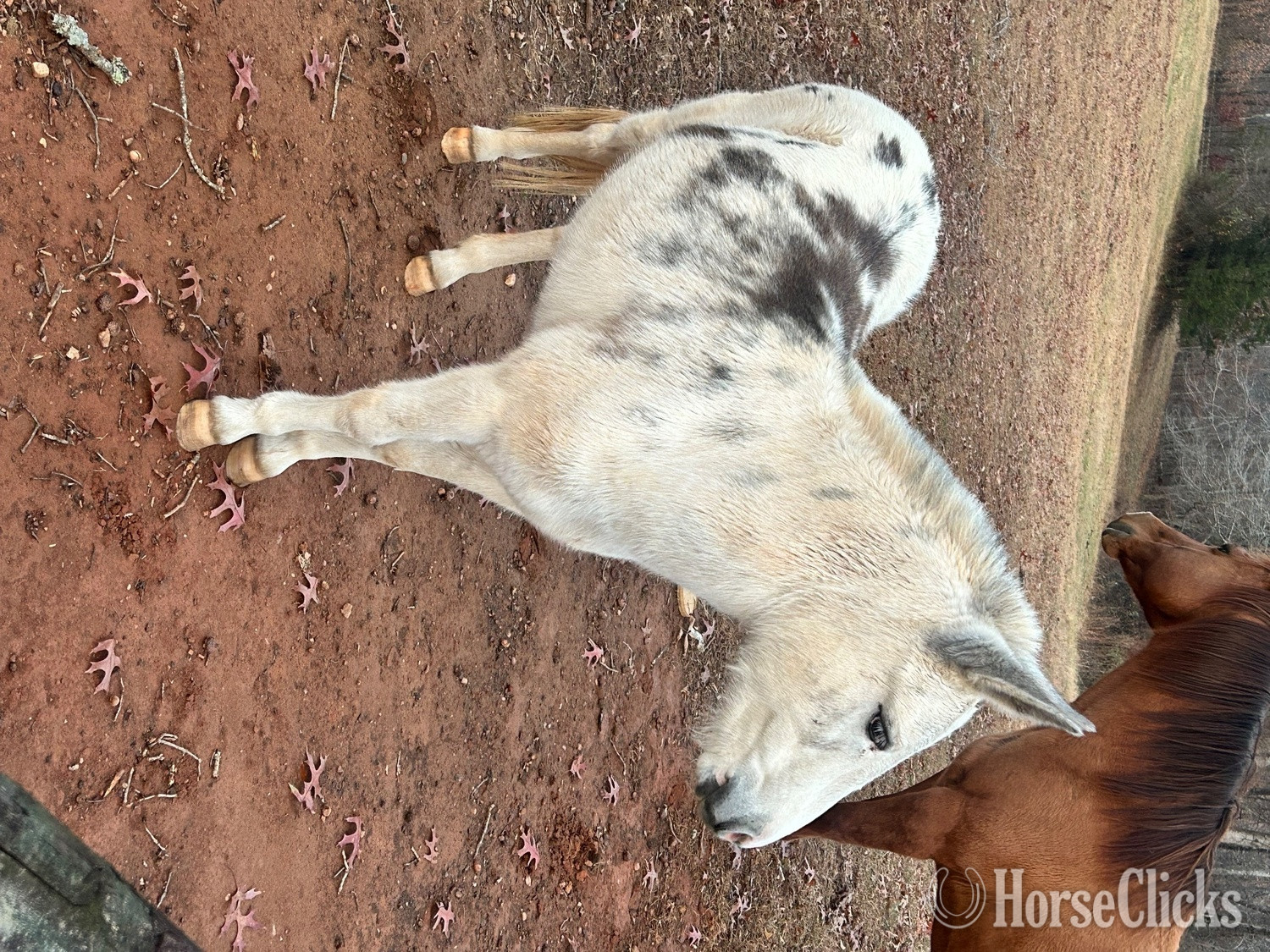 "Coconut" Spotted Gelding Pony