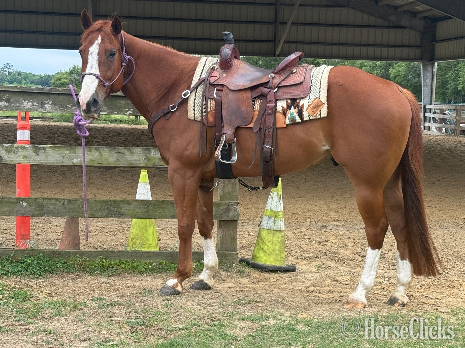 "Boons Smart " Sorrel Gelding Quarter Horse in Texas
