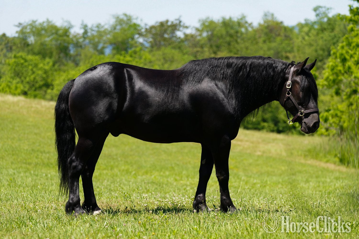 "Rome " Black Gelding Friesian