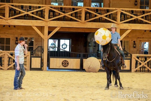 "Rome " Black Gelding Friesian Pennsylvania