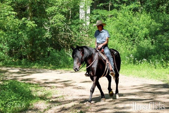 Friesian - "Rome " Black Gelding Friesian in Pennsylvania