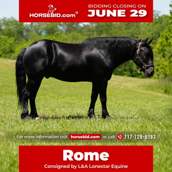 "Rome " Black Gelding Friesian
