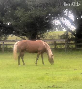 "Promises, Promises aka Savannah" Palomino Mare Rocky Mountain
