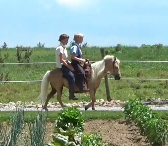 "Goldie " Palomino Mare Pony