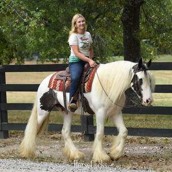 "Lennon " Tabiano Gelding Gypsy Vanner