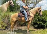 "SUNSHINE" Palomino Mare Kentucky Mountain