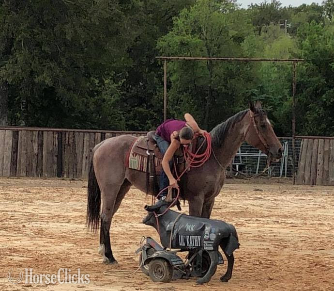 "Turk" Bay Roan Gelding Quarter Horse in Texas