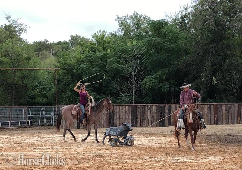 Texas "Turk" Bay Roan Gelding Quarter Horse