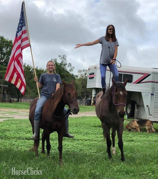 "Turk" Bay Roan Gelding Quarter Horse - Quarter Horse in Texas