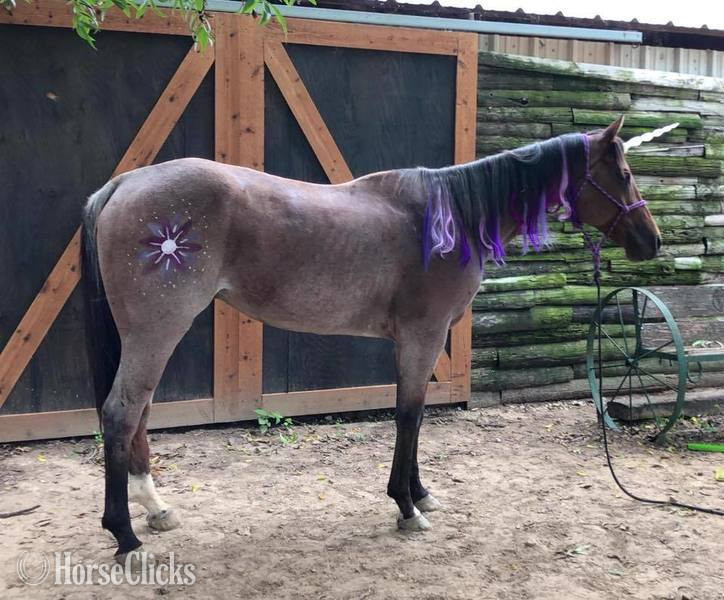 "Turk" Bay Roan Gelding Quarter Horse - Quarter Horse