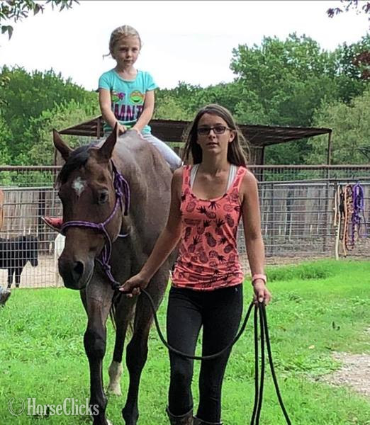 "Turk" Bay Roan Gelding Quarter Horse Texas