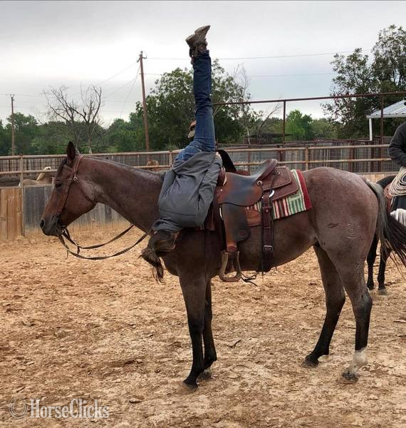 Quarter Horse - "Turk" Bay Roan Gelding Quarter Horse in Texas