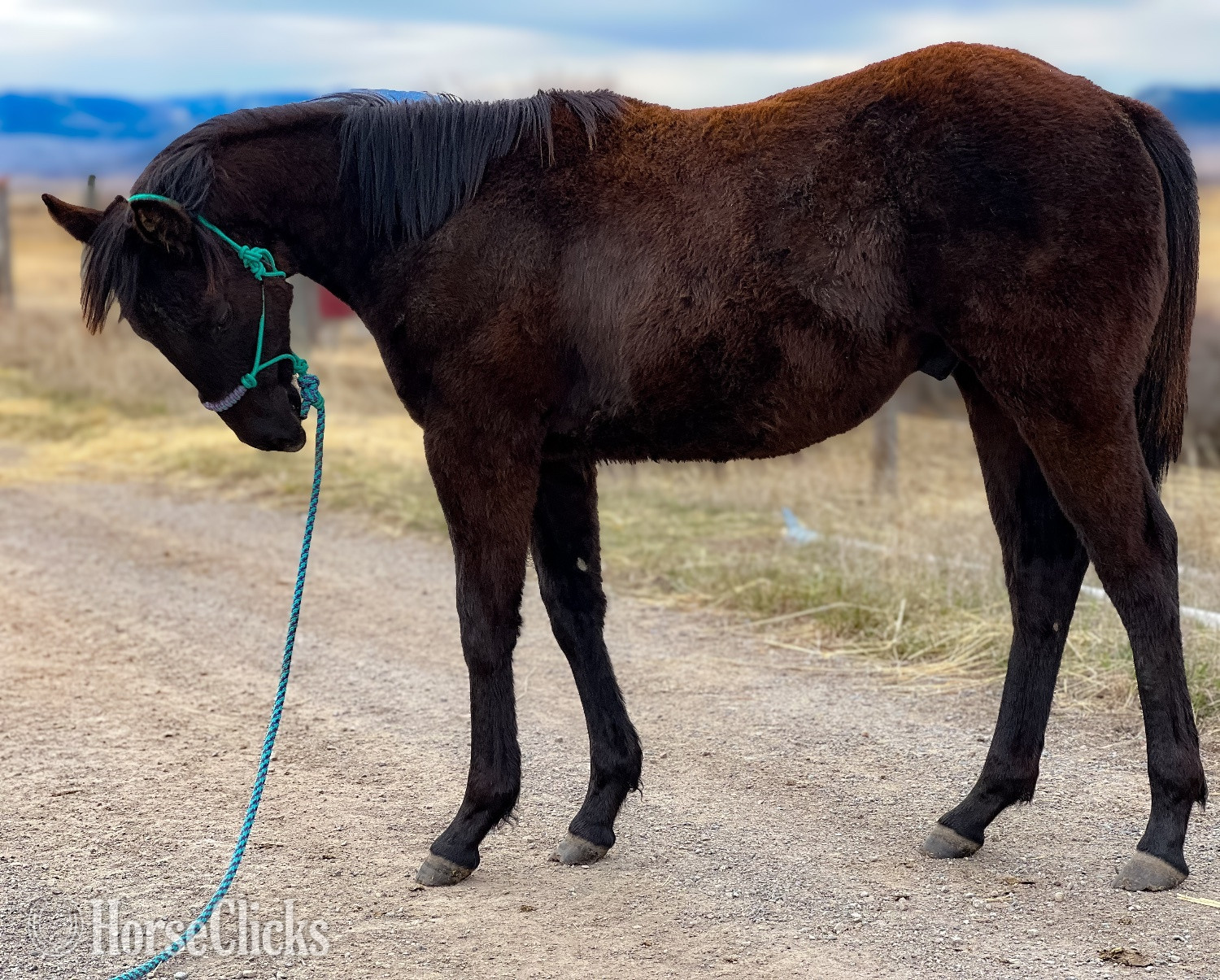 "Czar Beatuto Fame" Brown Colt Quarter Horse in Montana