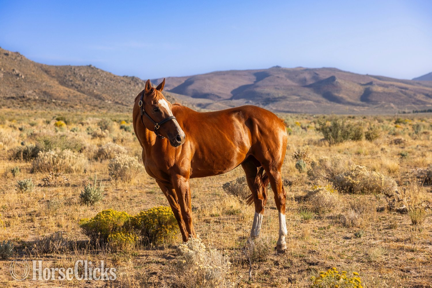 Nevada "Slightly Dirty (Rory)" Chestnut Gelding Thoroughbred