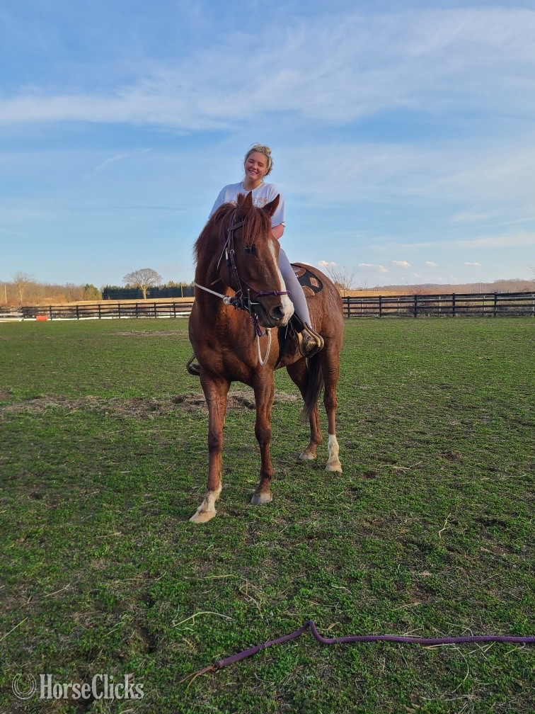 "Lola" Chestnut Mare Thoroughbred in Ohio