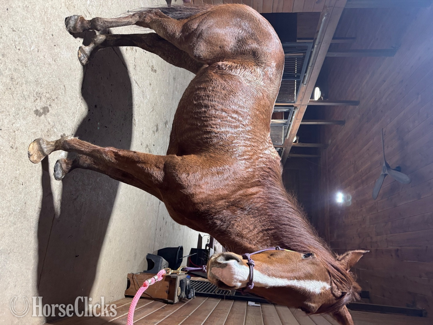 "Lola" Chestnut Mare Thoroughbred