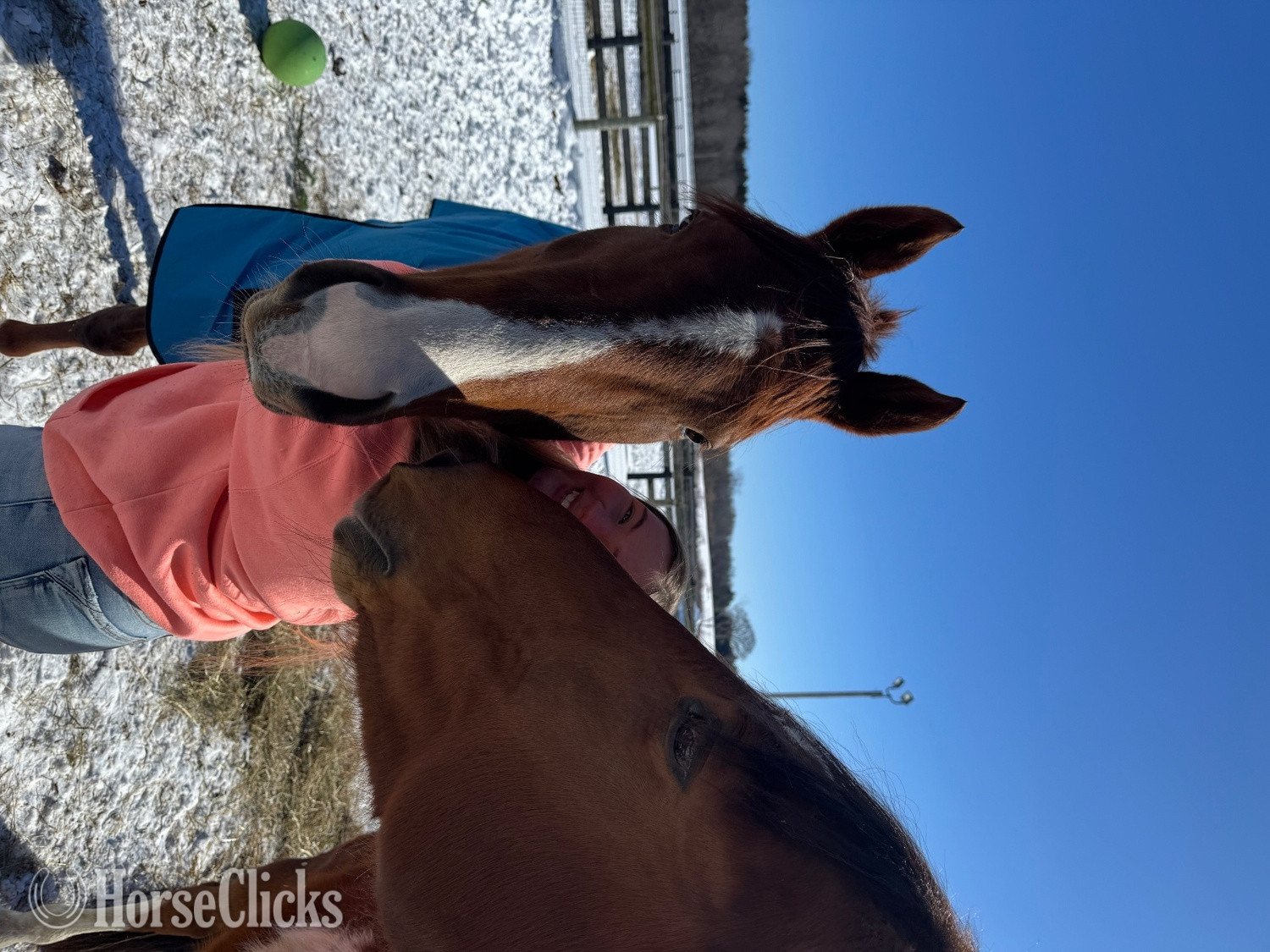 Ohio "Lola" Chestnut Mare Thoroughbred