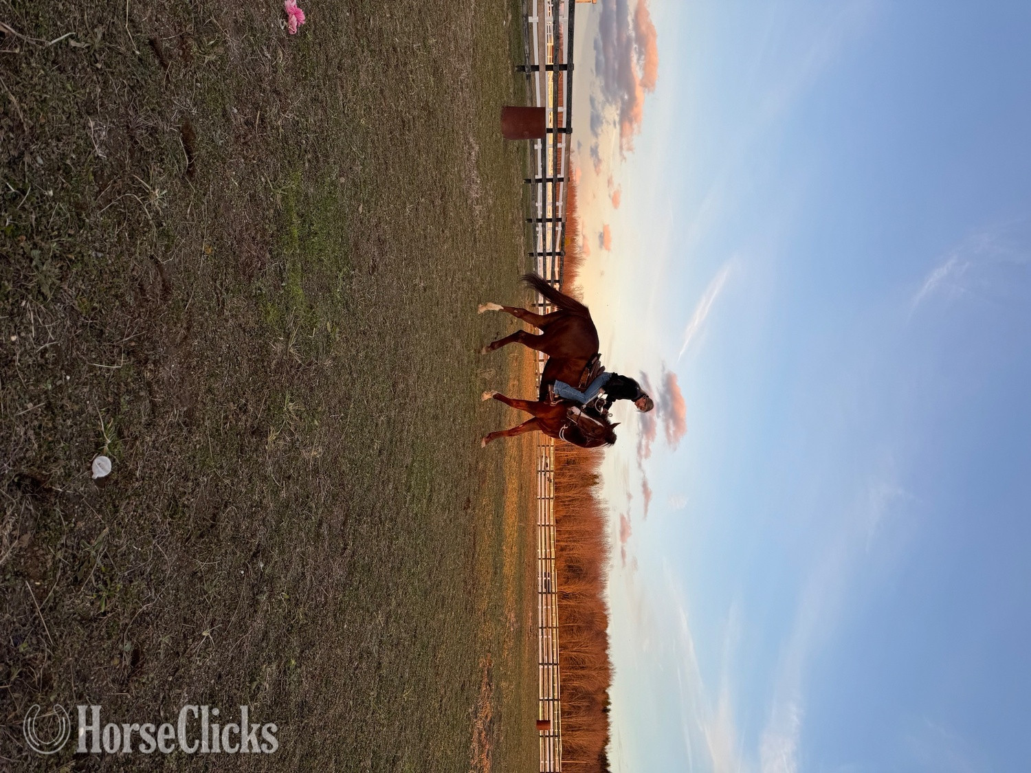"Lola" Chestnut Mare Thoroughbred - Thoroughbred in Ohio