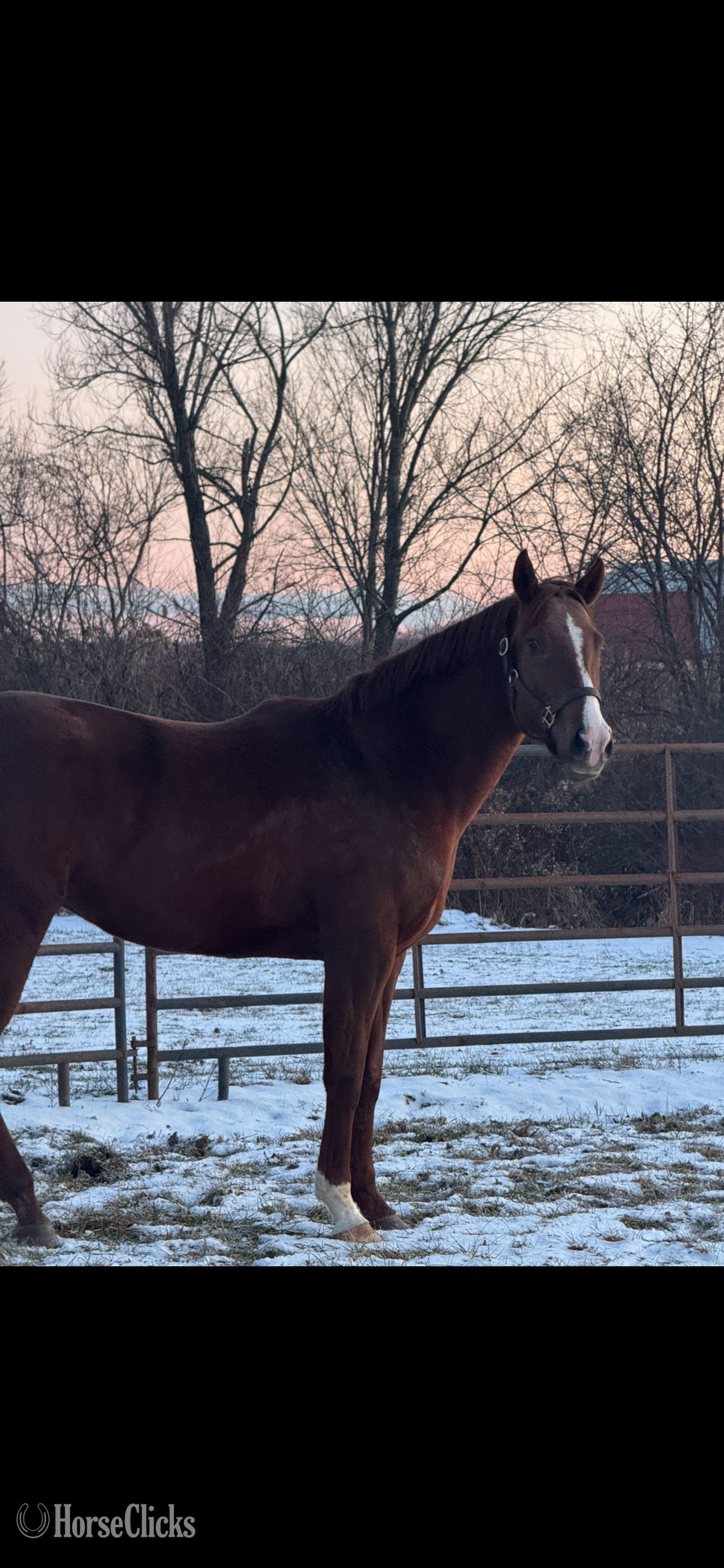 "Lola" Chestnut Mare Thoroughbred - Thoroughbred